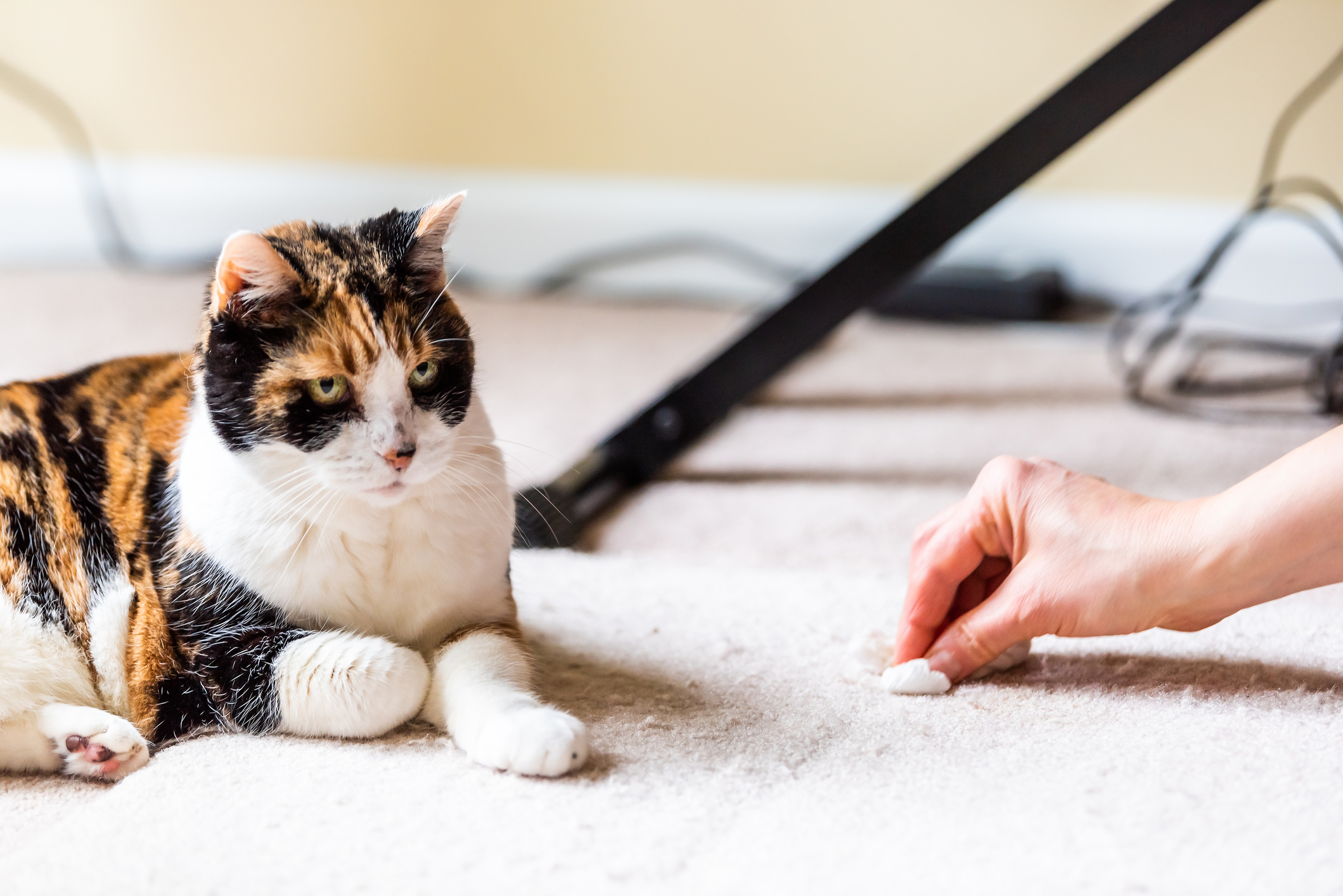 Cleaning cat pee hot sale out of carpet