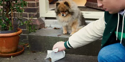 Young boy picking up dog poop with a paper towel.