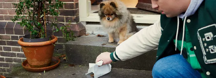 Young boy picking up dog poop with a paper towel.