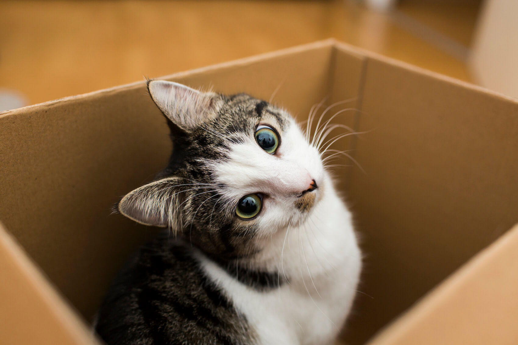 Cat Toilet Training Goodbye Poopy Carpet Messes Plenty