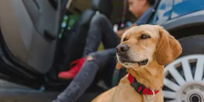 Yellow dog sitting by a car and getting ready to travel