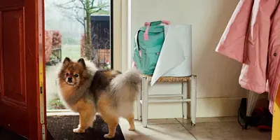 Puppy standing at the open door of the house on the rug, looking back at its owner.
