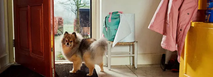 Puppy standing at the open door of the house on the rug, looking back at its owner.
