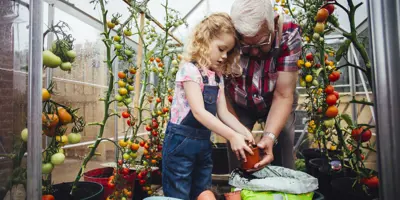 How to ripen green tomatoes