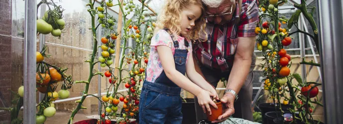 How to ripen green tomatoes