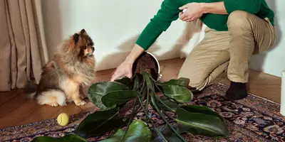 Man picking up a fallen potted plant from the living room next to a puppy.